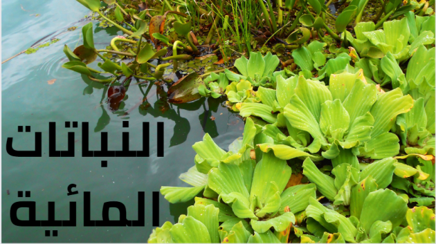 معلومات عن النباتات المائية