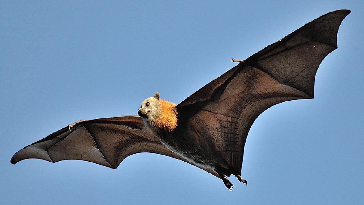 الفرق بين الوطواط والخفاش