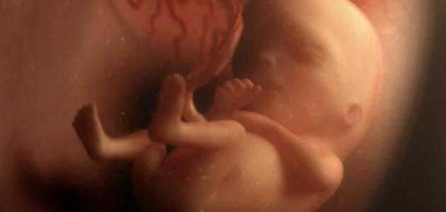 بداية تحرك الجنين في بطن أمه