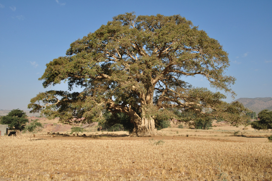 شجرة الجميز